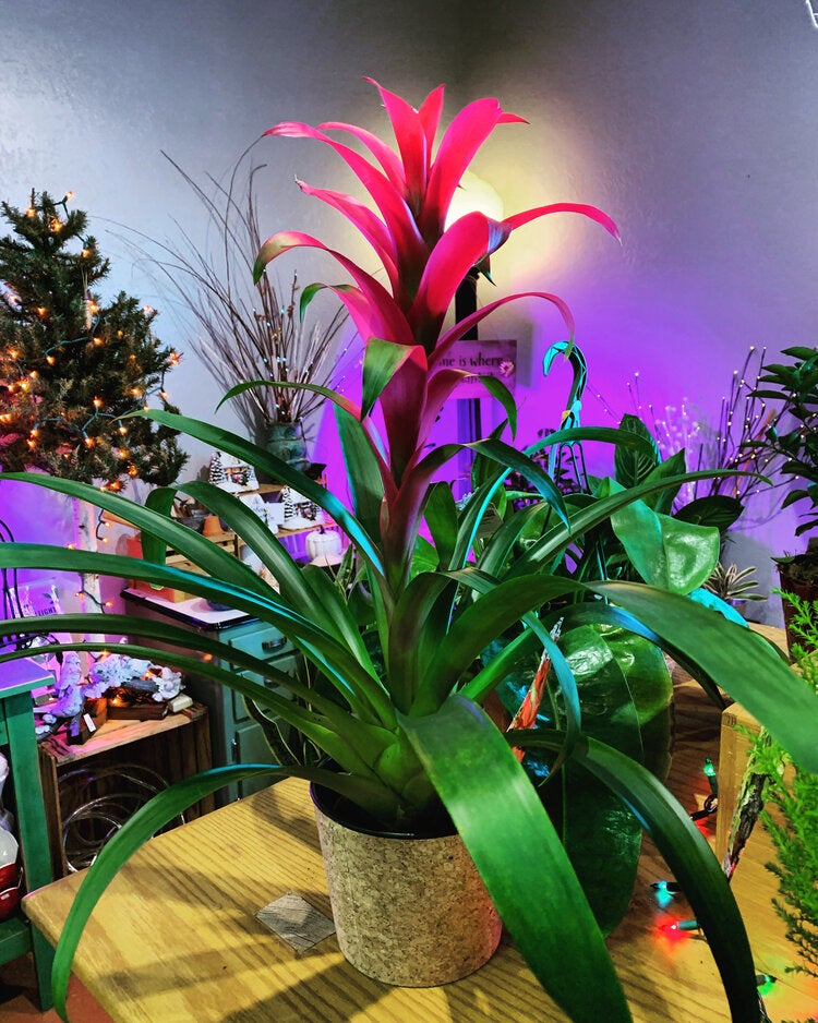 bromeliad-plant-bouquet-boutique-inc